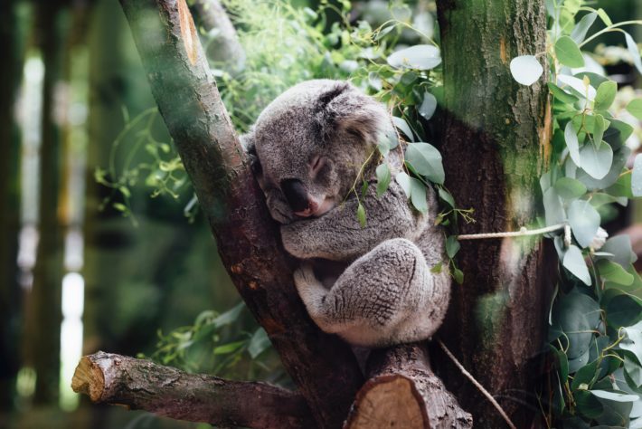 koala rentrée scolaire sommeil enfant shopping